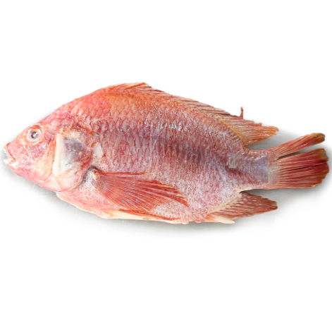 Ikan Nila